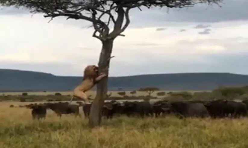 ചിലപ്പോൾ വേട്ടക്കാരനും വേട്ടയാടപ്പെട്ടേക്കാം: എരുമകൂട്ടത്തിൽ നിന്ന് രക്ഷപ്പെടാൻ മരത്തിൽ കയറി കാട്ടിലെ രാജാവ് ചിലപ്പോൾ വേട്ടക്കാരനും വേട്ടയാടപ്പെട്ടേക്കാം: എരുമകൂട്ടത്തിൽ നിന്ന് രക്ഷപ്പെടാൻ മരത്തിൽ കയറി കാട്ടിലെ രാജാവ്