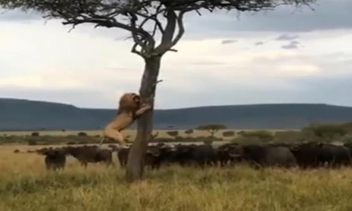 ചിലപ്പോൾ വേട്ടക്കാരനും വേട്ടയാടപ്പെട്ടേക്കാം: എരുമകൂട്ടത്തിൽ നിന്ന് രക്ഷപ്പെടാൻ മരത്തിൽ കയറി കാട്ടിലെ രാജാവ്