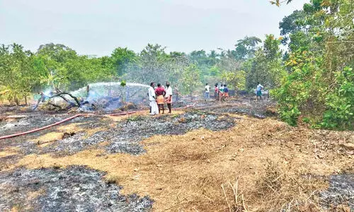 വളയത്ത് കശുമാവിൻതോട്ടത്തിൽ തീപിടിത്തം; വൻ നാശം
