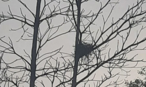 അവിശ്വാസം