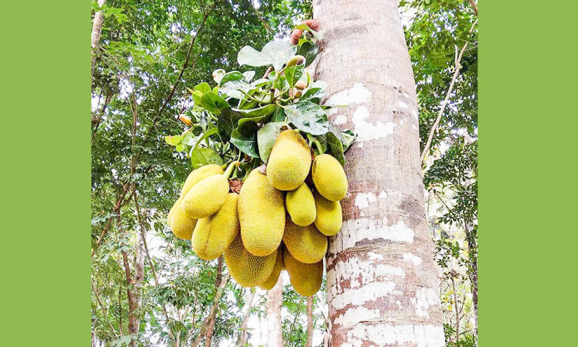 ഒറ്റത്തണ്ടിൽ 20 ചക്ക ഒറ്റത്തണ്ടിൽ 20 ചക്ക