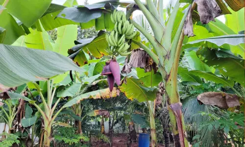 പൊന്ന്യം നേന്ത്രപ്പഴ കൃഷിയിൽ ഇടിവ്