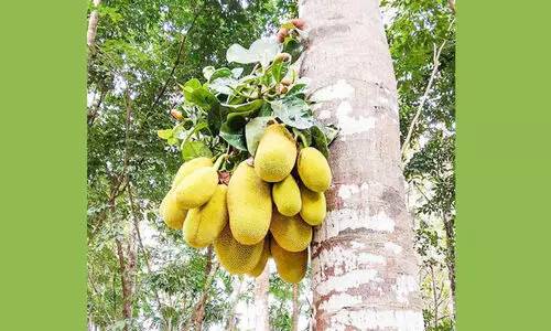 ഒറ്റത്തണ്ടിൽ 20 ചക്ക