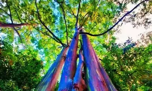 rainbow eucalyptus