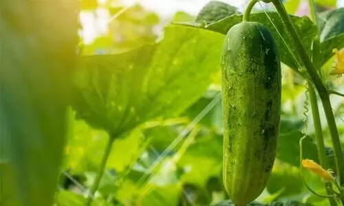 വെള്ളരി കൃഷി കീടബാധ അകറ്റാം..