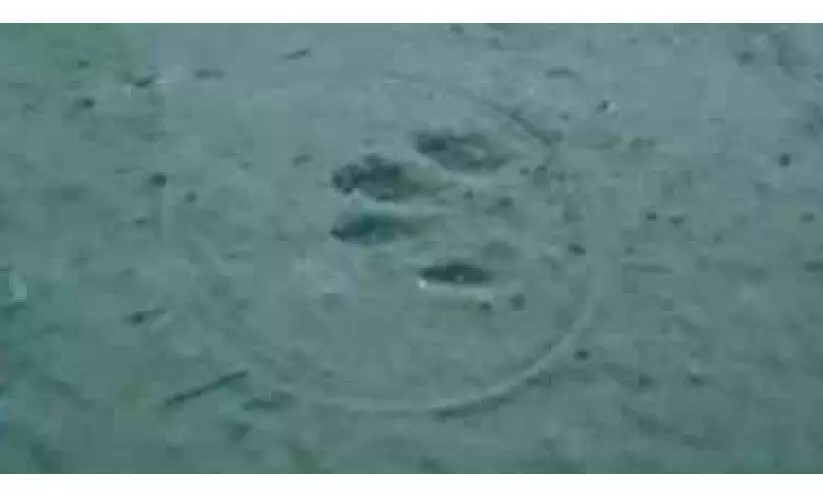 പുലിഭീതിയിൽ വളയം; വനംവകുപ്പ് പരിശോധന നടത്തി