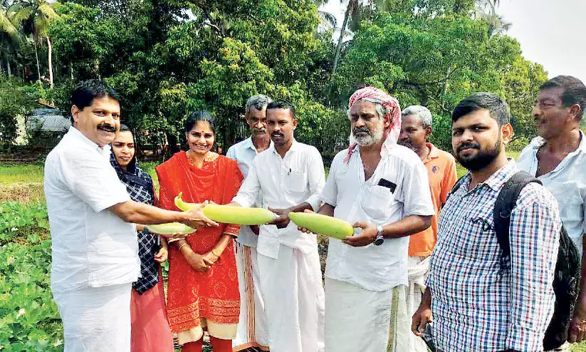 അര ഏക്കറിൽ നൂറുമേനി വിളയിച്ച് സുഹൃത്തുക്കൾ അര ഏക്കറിൽ നൂറുമേനി വിളയിച്ച് സുഹൃത്തുക്കൾ