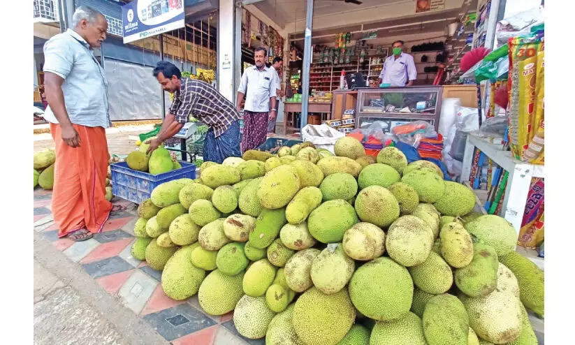 ആനപ്പേടി; വിളവെത്തും മുമ്പേ ചക്ക ഉ​ത്ത​രേ​ന്ത്യ​ൻ വി​പ​ണി​യി​ലേ​ക്ക്