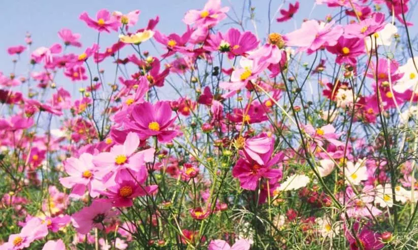 വി​ദ്യാ​ല​യ​ങ്ങ​ളി​ൽ ഇ​നി വ​സ​ന്ത​കാ​ല അ​വ​ധി