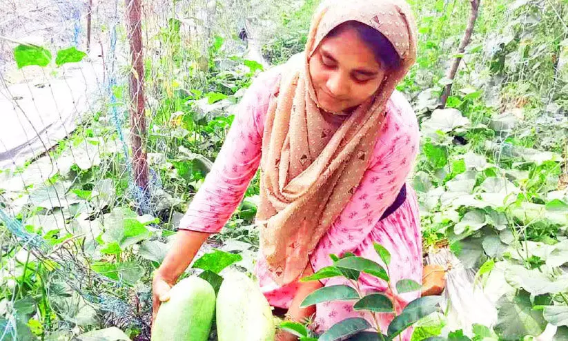 കൃഷിത്തോട്ടത്തിൽ ഇസ്മത്ത് തിരക്കിലാണ്