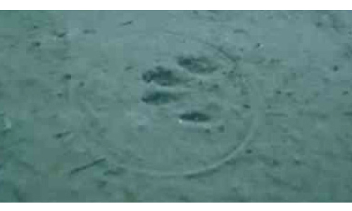 പുലിഭീതിയിൽ വളയം; വനംവകുപ്പ് പരിശോധന നടത്തി