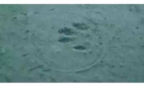 പുലിഭീതിയിൽ വളയം; വനംവകുപ്പ് പരിശോധന നടത്തി