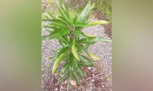 ഹരിത കേരളം പദ്ധതിക്ക് പിന്തുണയേകി സഹകരണ വകുപ്പ്; സംസ്ഥാനത്ത് ഈ വർഷം ലക്ഷം മാവിൻതൈകൾ നടും