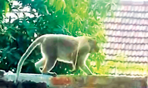 കുരങ്ങുകളെത്തി; വനംവകുപ്പിന്‍റെ സഹായം തേടി നാട്ടുകാർ