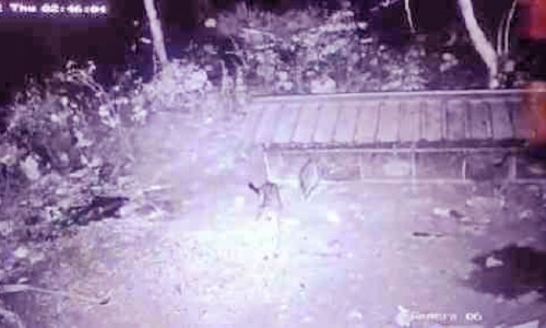 ധോണിയിൽ പുലി ഇറങ്ങി; കോഴിയെ തിന്നു