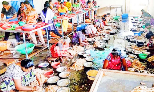 മെച്ചപ്പെട്ട് ചെമ്മീൻ വ്യവസായം: പീലിങ് തൊഴിലാളികൾക്ക് ദാരിദ്ര്യം