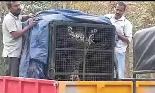 നാട് വിറപ്പിച്ച പുലി കെണിയിൽ: കടിയേറ്റ് പഞ്ചായത്ത് വൈസ് പ്രസിഡന്‍റിന്​ പരിക്ക്​