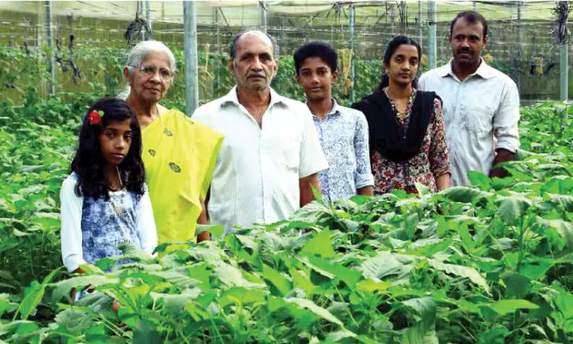 പോളിഹൗസിൽ ചീരകൃഷി; ഹൈടെക് കർഷകനായയി ജോഷി ജോസഫ്