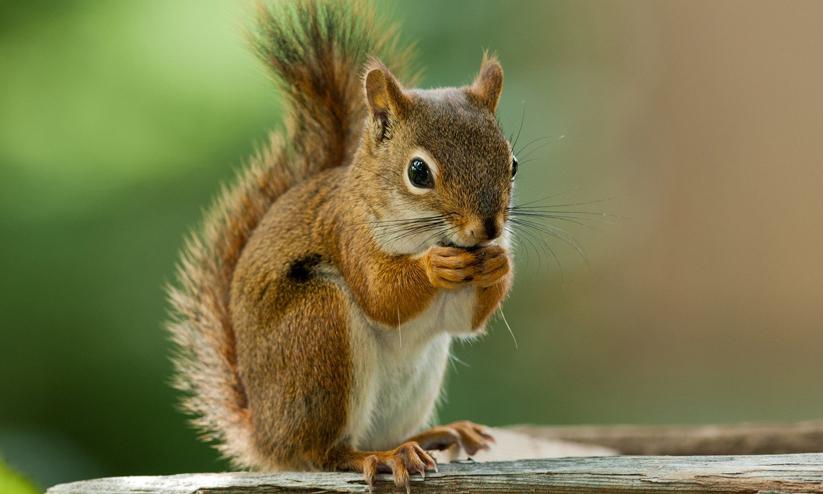 squirrel squirrel