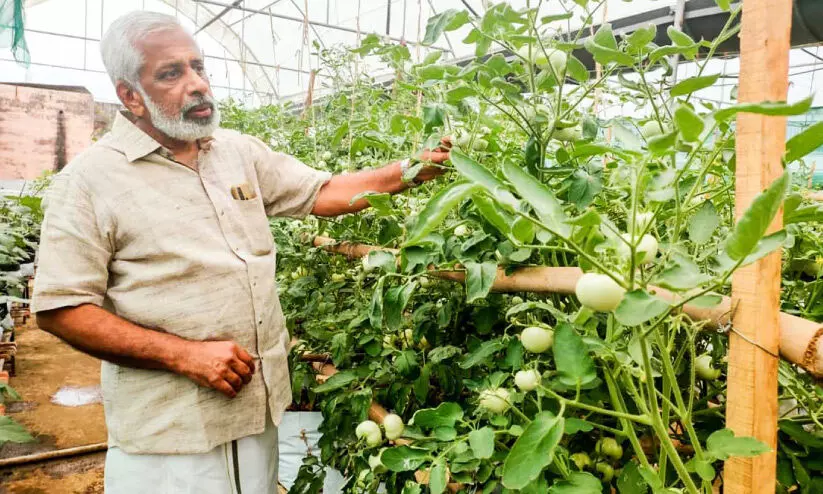 മട്ടുപ്പാവ് കൃഷിയിലൂടെ പുന്നൂസ് ഉയരങ്ങളിൽ മട്ടുപ്പാവ് കൃഷിയിലൂടെ പുന്നൂസ് ഉയരങ്ങളിൽ