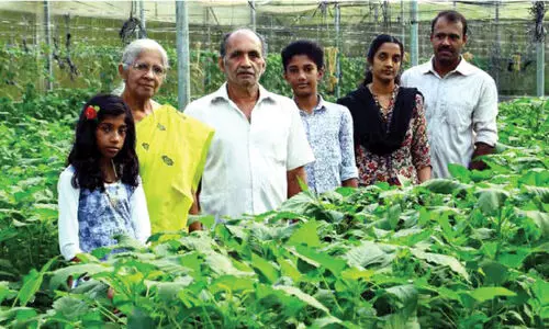 പോളിഹൗസിൽ ചീരകൃഷി; ഹൈടെക് കർഷകനായയി ജോഷി ജോസഫ്