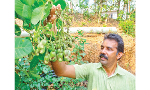 നി​റ​യെ കാ​യ്ഫ​ലം; ക​ശു​മാ​വ് ക​ർ​ഷ​ക​ർ​ക്ക് വാ​ഗ്ദാ​ന​മാ​യി ജി​ജു​വി​ന്റെ കാ​ഷ്യു കി​ങ്