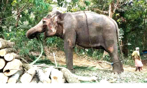 രേഖകളില്ലാതെ യാത്ര; ആനയും വാഹനവും കസ്റ്റഡിയിൽ