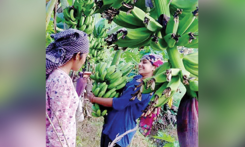 അതിജീവനത്തിന്‍റെ പച്ചത്തുരുത്തൊരുക്കിയ ഹരിപ്രിയക്ക് കർഷക പ്രതിഭ പുരസ്കാരം
