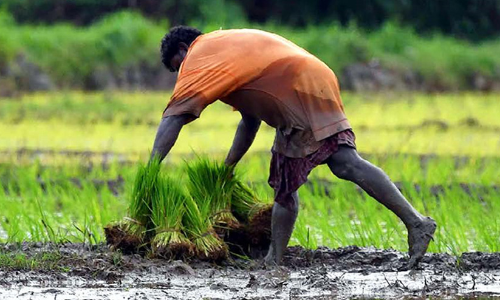 കർഷക അവാർഡ്: പെരുമ കാത്ത് ആലപ്പുഴ ജില്ല
