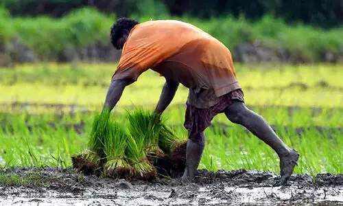 കർഷക അവാർഡ്: പെരുമ കാത്ത് ആലപ്പുഴ ജില്ല