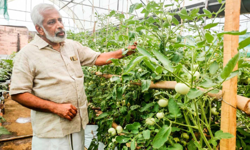 മട്ടുപ്പാവ് കൃഷിയിലൂടെ പുന്നൂസ് ഉയരങ്ങളിൽ