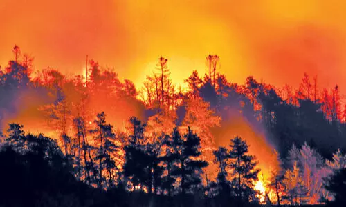 silent valley wild fire