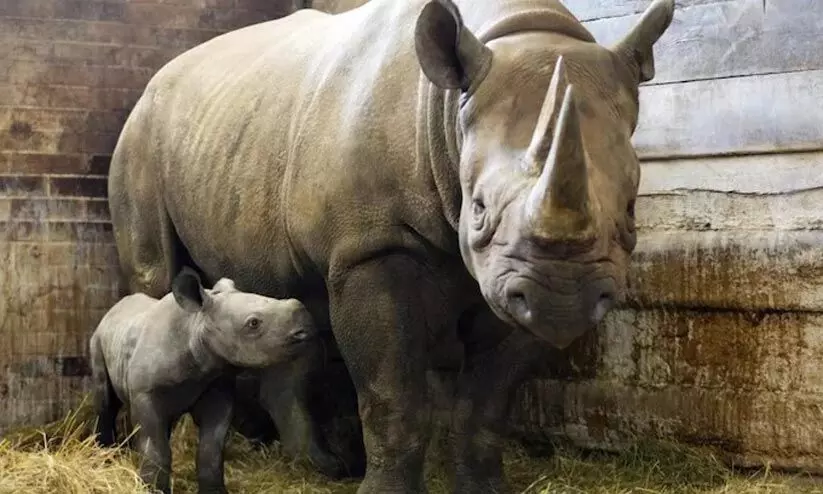 യുക്രെയ്ൻ-റഷ്യ പ്രതിസന്ധിക്കിടെ ജനിച്ച കാണ്ടാമൃഗത്തിന് കിയവ് എന്ന് പേരിട്ട് ചെക്ക് മൃഗശാല യുക്രെയ്ൻ-റഷ്യ പ്രതിസന്ധിക്കിടെ ജനിച്ച കാണ്ടാമൃഗത്തിന് കിയവ് എന്ന് പേരിട്ട് ചെക്ക് മൃഗശാല