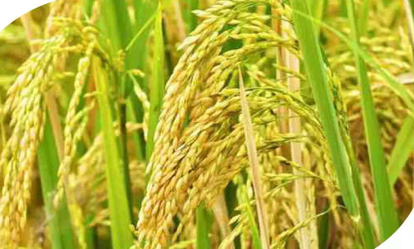 കതിരിനേക്കാൾ കള; കരകയറാതെ നെൽകൃഷി