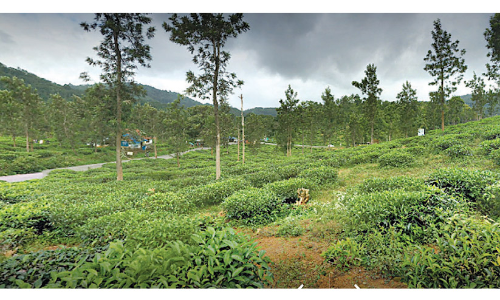 വയനാട് മെഡിക്കൽ കോളജ് നിർമാണത്തിന് ഭൂമി അനുവദിച്ചു