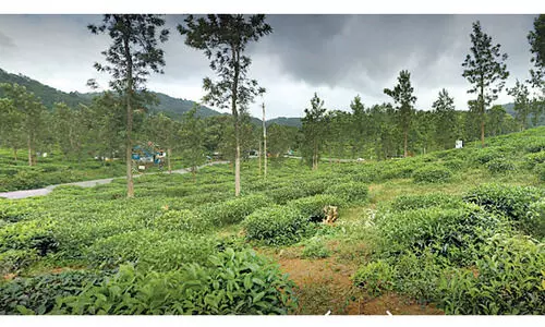 വയനാട് മെഡിക്കൽ കോളജ് നിർമാണത്തിന് ഭൂമി അനുവദിച്ചു