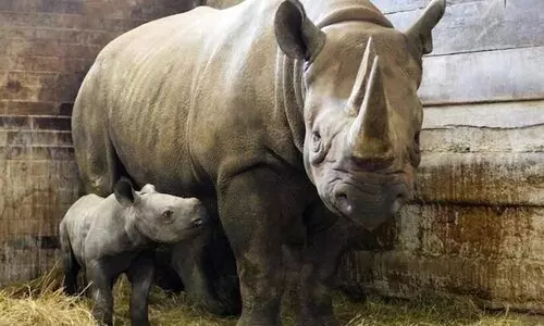 യുക്രെയ്ൻ-റഷ്യ പ്രതിസന്ധിക്കിടെ ജനിച്ച കാണ്ടാമൃഗത്തിന് കിയവ് എന്ന് പേരിട്ട് ചെക്ക് മൃഗശാല