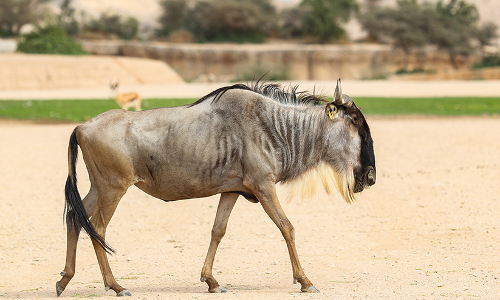 മൃ​ഗ​ങ്ങ​ളെ കൈ​മാ​റി അ​ൽ​ഐ​ൻ മൃ​ഗ​ശാ​ല​യും   ദു​ബൈ സ​ഫാ​രി പാ​ർ​ക്കും