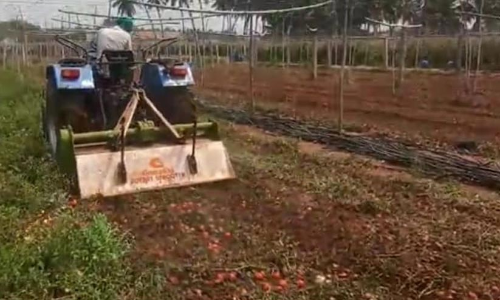 ന്യായമായ വില കിട്ടിയില്ല; നാല് ഏക്കറിലെ തക്കാളി കൃഷി നശിപ്പിച്ച് കർഷകൻ