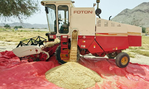 ദോഫാറിൽ ഗോതമ്പ് വിളവെടുപ്പിൽ വർധന; 1500 ടണ്ണിലധികം ഗോതമ്പാണ് ഈ സീസണിൽ ലഭിച്ചത് ദോഫാറിൽ ഗോതമ്പ് വിളവെടുപ്പിൽ വർധന; 1500 ടണ്ണിലധികം ഗോതമ്പാണ് ഈ സീസണിൽ ലഭിച്ചത്