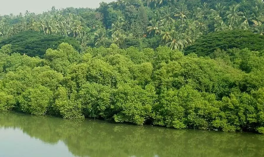 ഭൂമിയുടെ ശ്വാസകോശങ്ങൾ