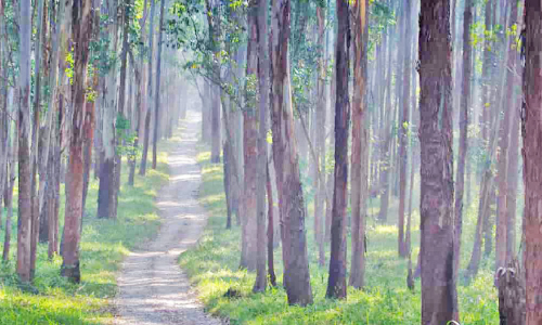 വയനാടൻ വനത്തിന്​​ ഭീഷണിയായി അധിനിവേശ സസ്യങ്ങൾ