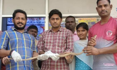 പരിക്കേറ്റ മൂർഖന് ആശുപത്രിയിൽ ചികിത്സ; സുഖം പ്രാപിച്ചതിന് ശേഷം തുറന്ന് വിടുമെന്ന് രക്ഷാപ്രവർത്തകർ