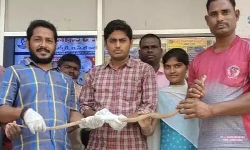 പരിക്കേറ്റ മൂർഖന് ആശുപത്രിയിൽ ചികിത്സ; സുഖം പ്രാപിച്ചതിന് ശേഷം തുറന്ന് വിടുമെന്ന് രക്ഷാപ്രവർത്തകർ