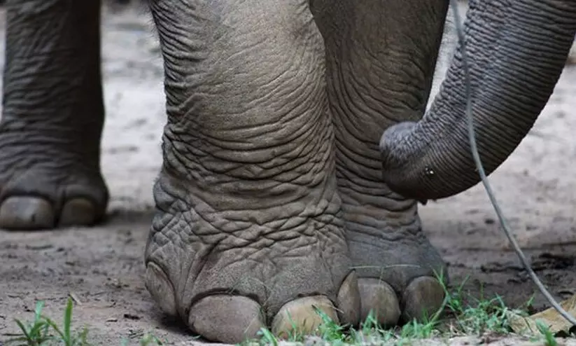 ആനക്ക് കോഴിയെ പേടി; ക്ഷേത്രത്തിൽ ആനയില്ലാതെ കാഴ്ചശീവേലി