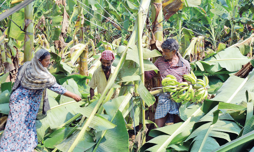 വേനൽമഴ, കാറ്റ്; വാഴകൃഷിക്ക് വ്യാപകനാശം