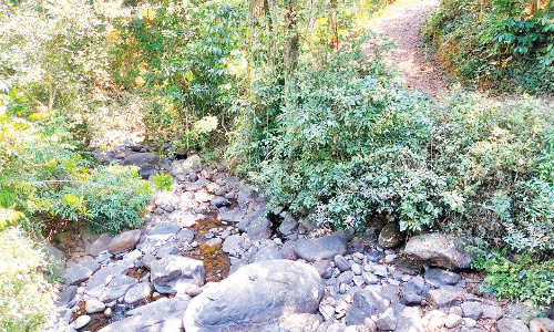 നീർച്ചോലകൾ കാട്ടുതീ വിഴുങ്ങി; ബാണാസുര മലയടിവാരങ്ങളിൽ കുടിവെള്ള ക്ഷാമം