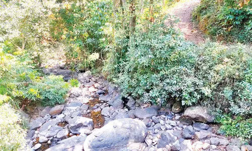 നീർച്ചോലകൾ കാട്ടുതീ വിഴുങ്ങി; ബാണാസുര മലയടിവാരങ്ങളിൽ കുടിവെള്ള ക്ഷാമം നീർച്ചോലകൾ കാട്ടുതീ വിഴുങ്ങി; ബാണാസുര മലയടിവാരങ്ങളിൽ കുടിവെള്ള ക്ഷാമം