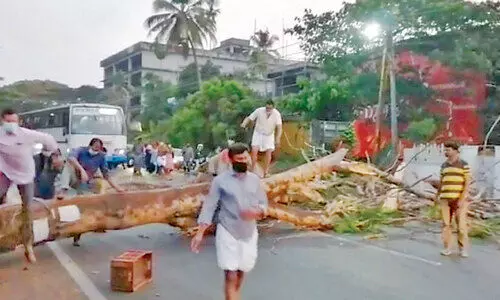 ദേശീയപാതയിൽ മരം കടപുഴകി; ദുരന്തം ഒഴിവായത് തലനാരിഴക്ക്