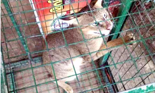 പഞ്ചായത്തംഗത്തിന്റെ കെണിയിൽ കാട്ടുപൂച്ച കുടുങ്ങി